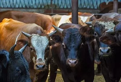 Мясо, молоко, яйца: животноводы Кубани гарантируют продовольственную безопасность страны