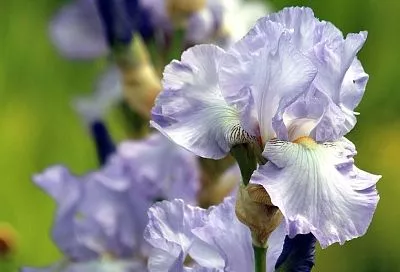 Не сад, а картинка: сажайте ирисы так, и ваш участок станет таким же красивым, как произведение искусства