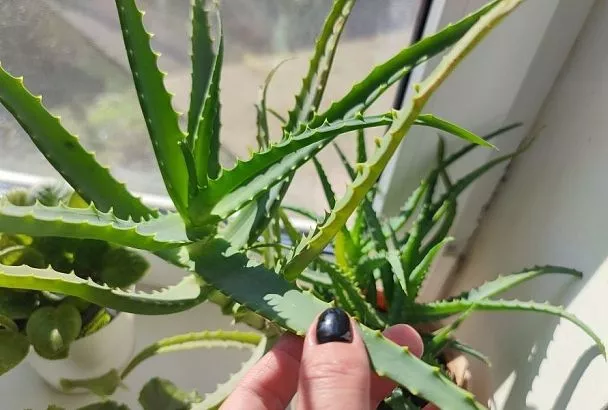 Алоэ для будущих овощей: этот метод намного увеличивает всхожесть семян и оздоравливает растения