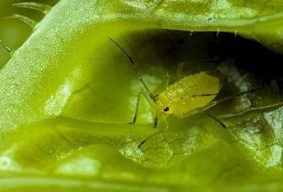 Любителям экзотики: как вырастить саррацению, которая у вас на глазах будет пожирать надоедливых насекомых