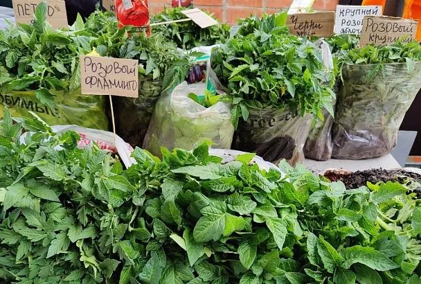 ТОП-5 ошибок, которые убивают листья рассады помидоров: Как спасти урожай 