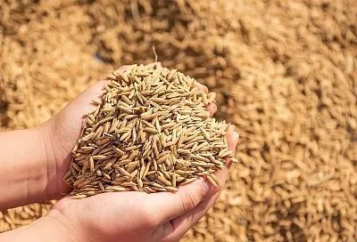 Экспорт кубанской сельхозпродукции вырос в полтора раза