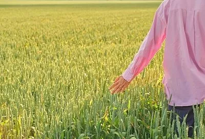 Орошаемые площади Кубани вырастут на четверть за счёт федеральных субсидий