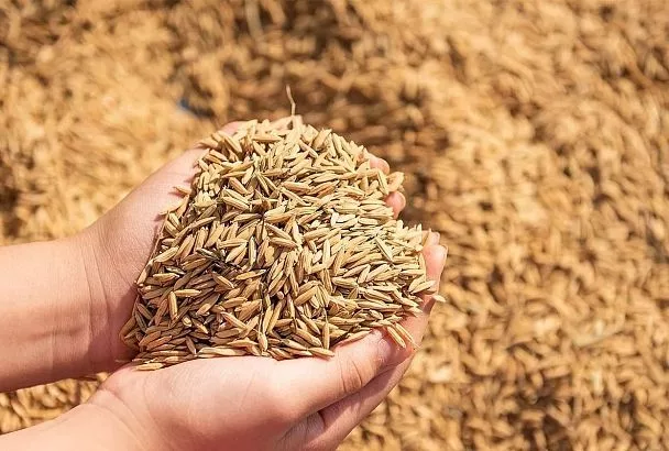 Экспорт кубанской сельхозпродукции вырос в полтора раза