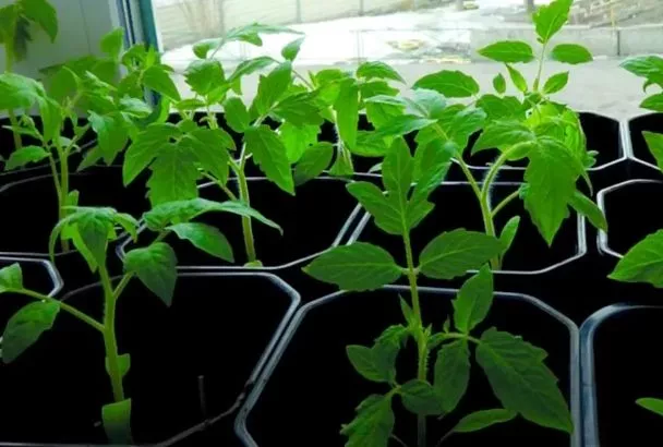 От вредителей рассады беру клейкие ловушки: 2 лайфхака для огорода на подоконнике