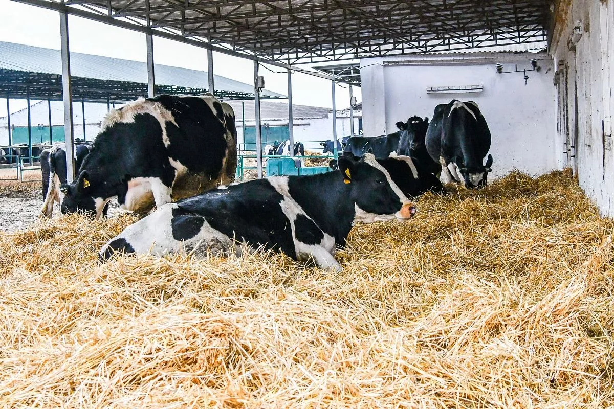 ФГУП "Кореновское"