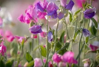 Вырастите душистый горошек легко: 3 сорта, нежный аромат которых затмит даже самый дорогой парфюм