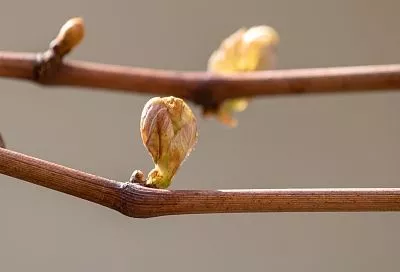 В ноябре любой черенок обязательно пустит корни, если следовать трем способам по совету агронома