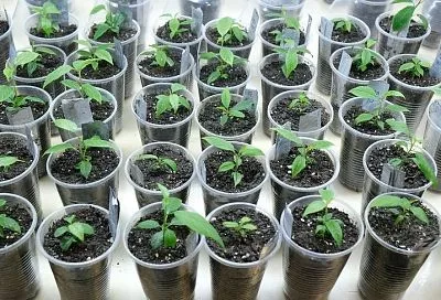 Всего 3 капли этого средства, которое есть в каждой домашней аптечке, сделают вашу рассаду крепкой и зеленой