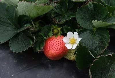 Весенняя подкормка клубники: чтобы урожай собирать ведрами