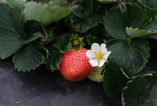 Весенняя подкормка клубники: чтобы урожай собирать ведрами