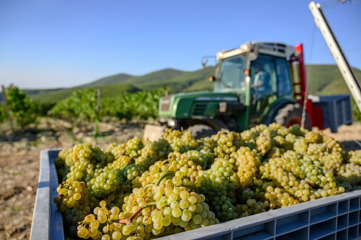 Виноград сорта Пино Блан очень сочный и сладкий, что и необходимо для будущего вина .