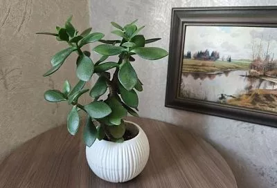 Когда худение – это плохо: почему вытягивается стебель денежного дерева