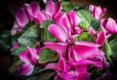 Зимой +10, летом +18: простые условия, в которых цикламены поразят обилием цветов-бабочек