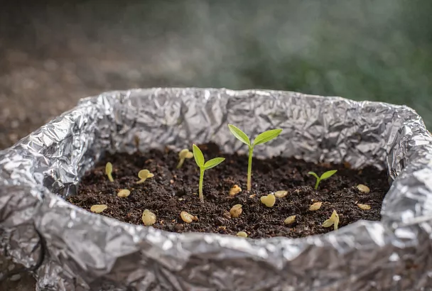 Почему не всходят семена перца: 1 способ ускорить прорастание – беру простую фольгу