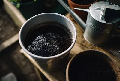 Подкормка смородины после цветения: для крупных и сладких ягод