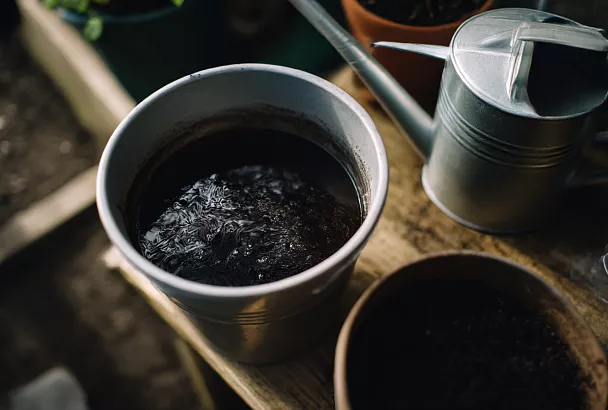 Подкормка смородины после цветения: для крупных и сладких ягод