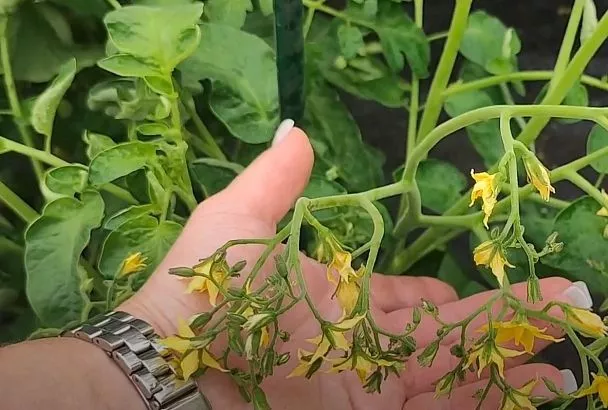 Сажаем рассаду помидоров в теплицу за 3 шага — и она взорвется от обилия томатов