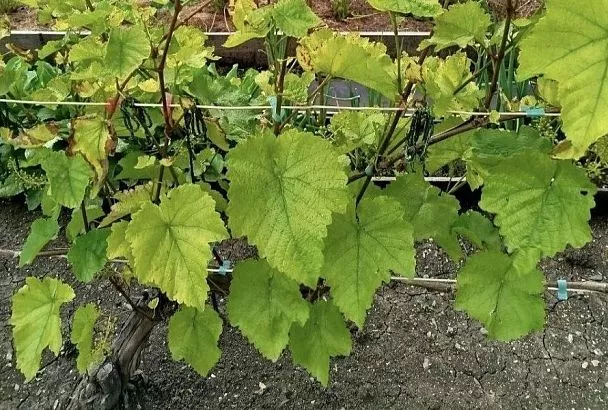 Когда вода во вред: частая проблема винограда, посаженного в низинах