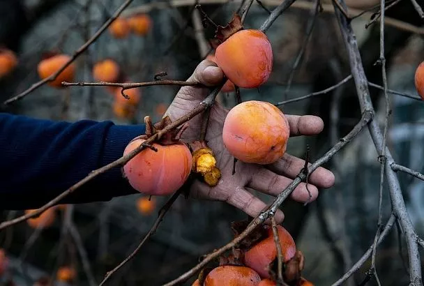 Хурма идет на север: 3 морозоустойчивых сорта, которые можно вырастить в России
