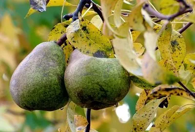 Подготовка груш и яблонь к зиме: осенний уход, который решает судьбу сада