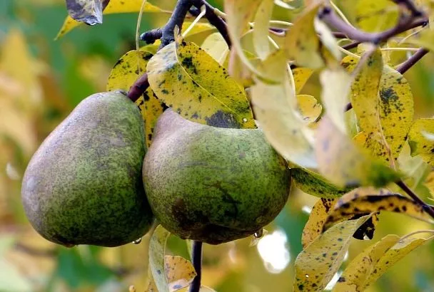 Подготовка груш и яблонь к зиме: осенний уход, который решает судьбу сада