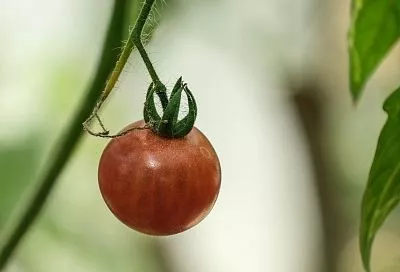 Как собирать семена помидоров: опытная огородница Анна Николаева предупредила об ошибках, которые на дадут вам повторить богатый урожай
