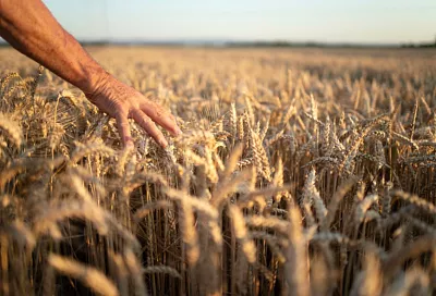 Краснодарский край возглавил рейтинг страховых выплат аграриям в 2025 году