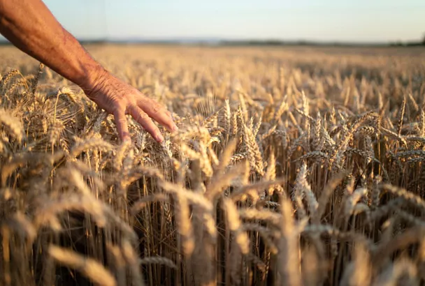 Краснодарский край возглавил рейтинг страховых выплат аграриям в 2025 году