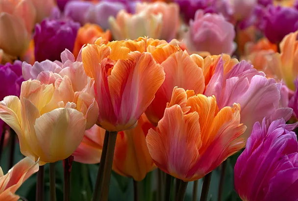 Весенний взрыв красок: как правильно высадить тюльпаны осенью