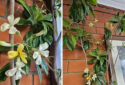 Ждала цветения 15 лет, но оно того стоит