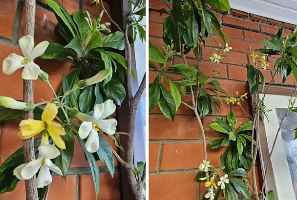 Ждала цветения 15 лет, но оно того стоит