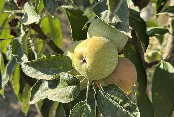 День год кормит: что надо сейчас сделать для богатого урожая яблок и груш