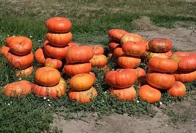 Лишний должен «уйти»: сколько тыкв оставить на кусте 