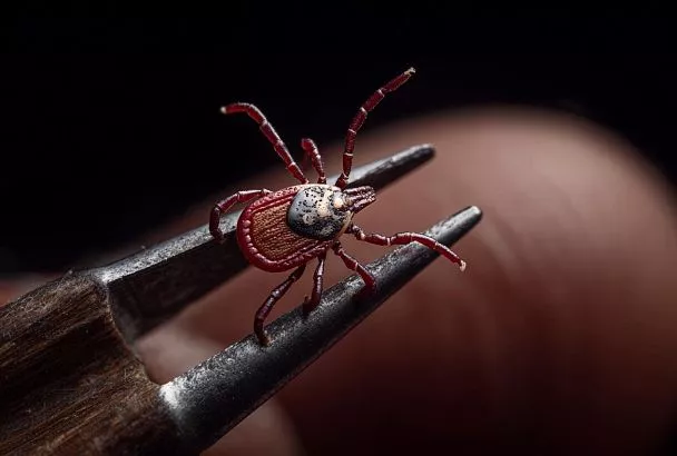 Не мажьте маслом и не поджигайте! Укусил клещ, что нужно делать