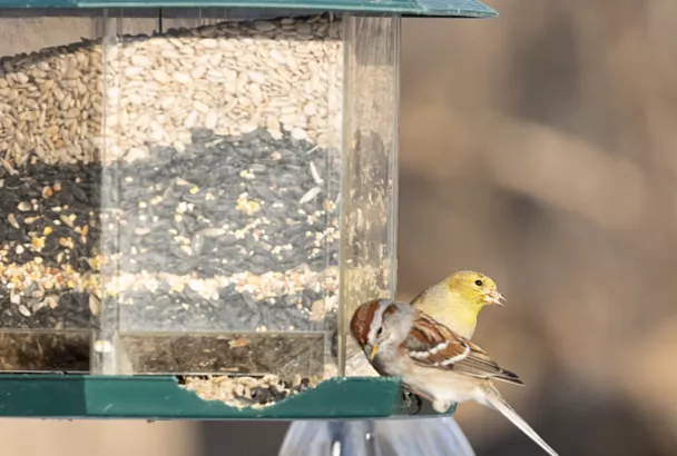 Казанские ученые создали бюджетную альтернативу соевым кормам для птиц