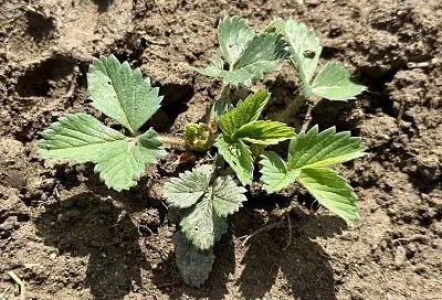 Чтобы клубника восстановила силы: чем подкормить ягоду после обрезки листьев