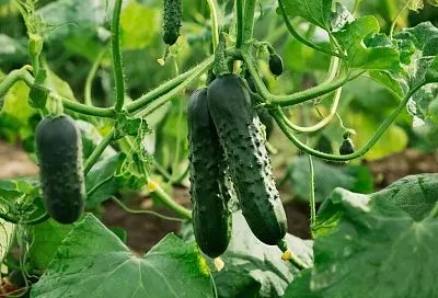 От салата до засолки: 5 сортов огурцов, которые гарантируют урожай с июня по сентябрь