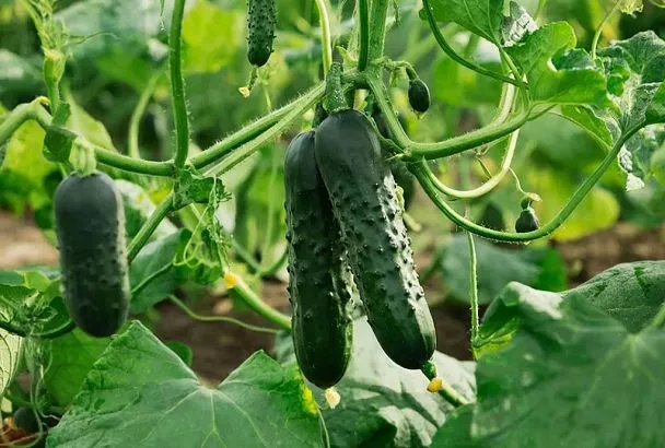 От салата до засолки: 5 сортов огурцов, которые гарантируют урожай с июня по сентябрь