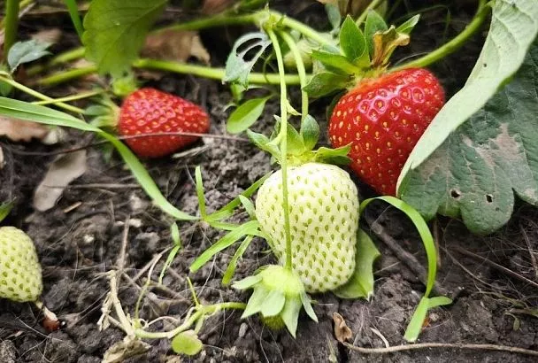 Бурая пятнистость клубники: как распознать и вылечить