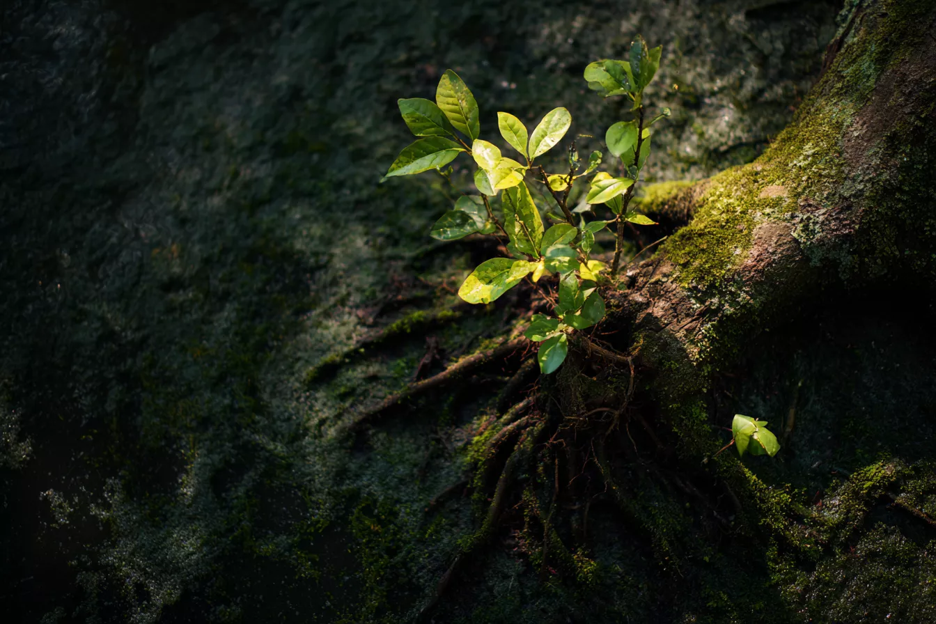 Поросль и старые пни: как убрать быстро, безопасно и надолго