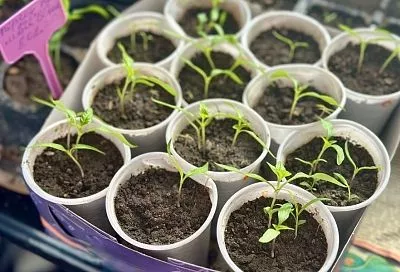 Все гениальное просто: как приготовить лучшее удобрение для рассады