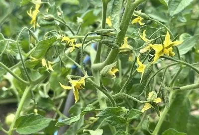 Какой странный цветок: почему происходит израстание цветочной кисти у томатов и чем это опасно