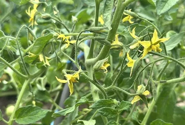 Какой странный цветок: почему происходит израстание цветочной кисти у томатов и чем это опасно