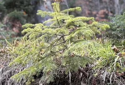 Явление или проблема: как отличить осенний хвоепад от атаки болезней или вредителей