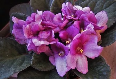 Проявите больше заботы и ваши фиалки будут цвести круглый год. Как заставить фиалку цвести обильно и долго: раскрываем главные секреты ухода