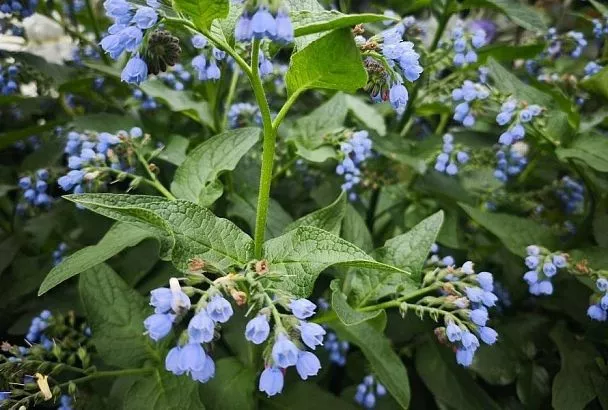 Сорняк с секретом: как использовать окопник для здоровья сада и своего собственного