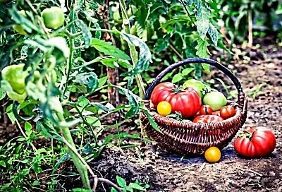 6 шагов к здоровой почве: как подготовить грядки к новому сезону и собрать рекордный урожай