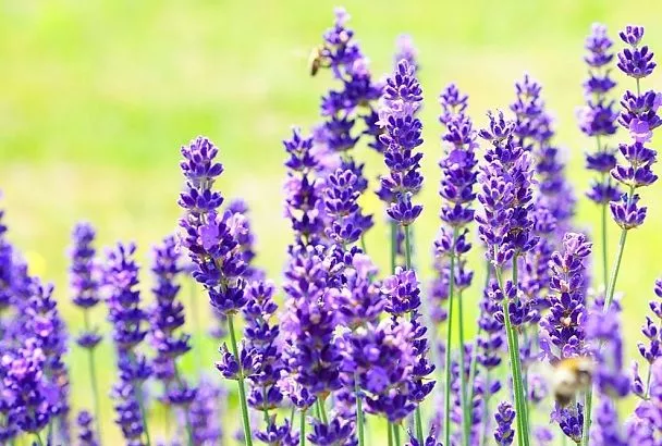 Не многолетники, а лекари: 5 цветов, которые заменят аптечку (Рецепты + Реальные факты)