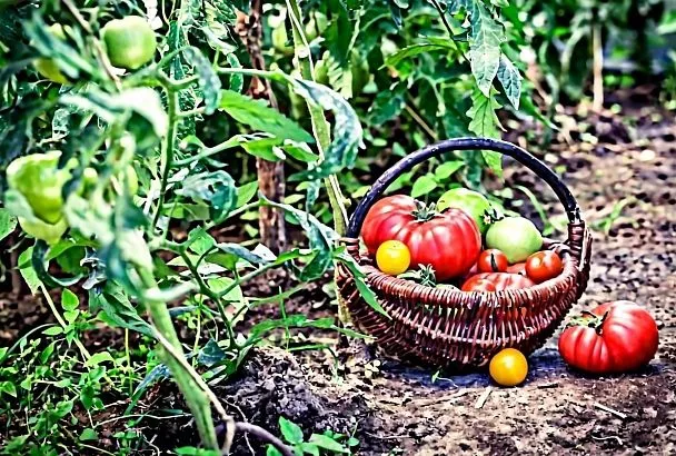 6 шагов к здоровой почве: как подготовить грядки к новому сезону и собрать рекордный урожай